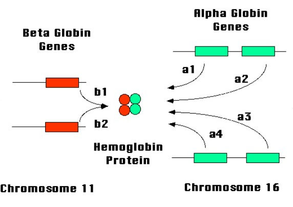 nguyên nhân gây bệnh thalassemia