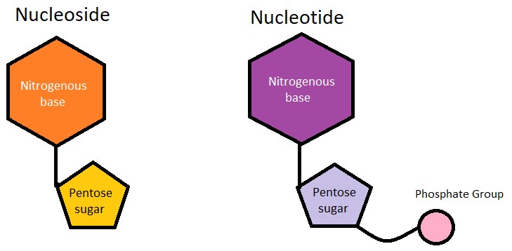 Nucleoside và Nucleotide