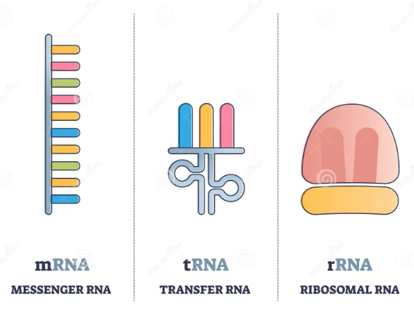 phân loại ARN