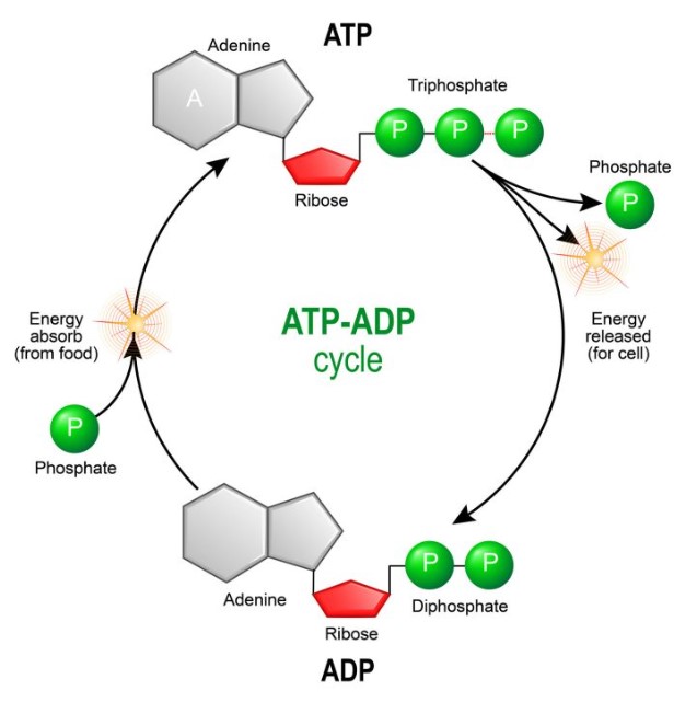 ATP